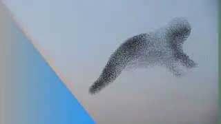 Woww amazing bird attraction/جذب الطيور/鳥類吸引力/keindahan burung