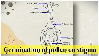 How to draw Germination of pollen on Stigma Class 10 Science