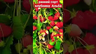 СОРТ АЛЬБА, СУПЕР УРОЖАЙ КЛУБНИКИ #огород #факты #интересно #клубника