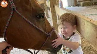 Horse Runs Like a Puppy When She Hears Her Boy's Voice
