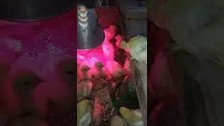 Павлин часть-3 выведение павлина в инкубаторе