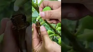 Collecting Fig Liquids For Medical Use 