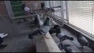 Голуби - Чисто Бакинская Птица !!!