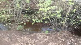 Сталк #18. Торфяные болота.