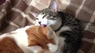 Лесби