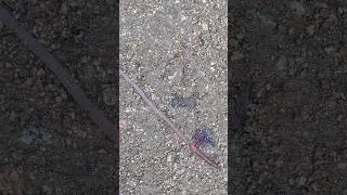 der schnelle Wurm...