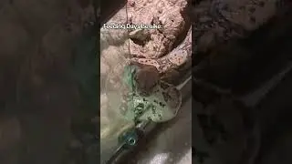 Zebulon Back Big Now 😭😭🐍 #reptile #snake #reptilelife #reptilekeeper #funny #tiktok #meme #vlog