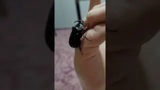 жук носорог