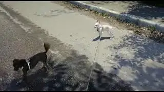 Той терьеры нашли ежика