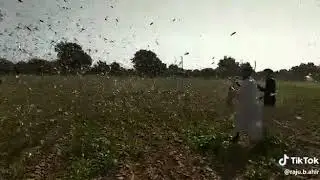બનાસકાંઠા માં તીડ નું આક્રમણ