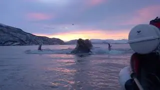 Jumping in with Feeding Humpback Whales