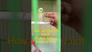 Booby and Palo VS Leaf