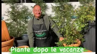 Come stanno le nostre piante dopo le vacanze?