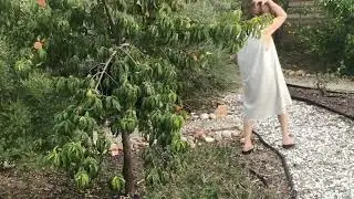 CHIN HARVESTING HER PEACHES 6/26/22