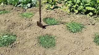 ПРОСТО НА ОГОРОДЕ ВЕСЬ ДЕНЬ..