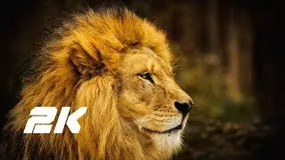 sony 2k hdr demo video ultrahd video oled tv