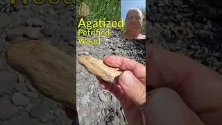 Agatized Petrified Wood- River Find #shorts #agate  #petrifiedwood