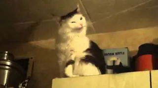 Забавный и смешной кот! Приколы про животных!  2013!