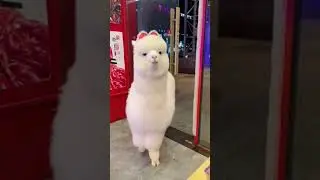 Alpaquita Perdida
