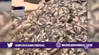 ULTIMO MINUTO: Miles de Peces Muertos en Brasil 2013