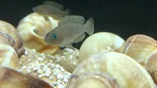 How to set up a shell dweller Lake Tanganyika Tank