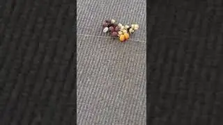Котик