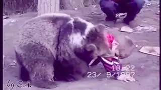 Khabib Nurmagomedov - The Eagle who wrestled with bears - #mma