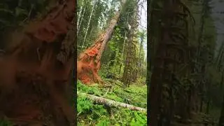 Long tree #shortsfeed #wood #treecutting #woodcutter #tree #chainsaw #shortsyoutube #shortvideo