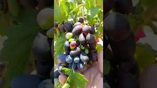 100% спелый виноград на 17.07.2024г.