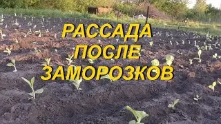 РАССАДА ПОСЛЕ ЗАМОРОЗКОВ