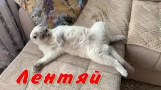 Лентяй