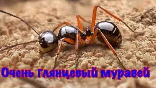 The Ants. Глянцевый Муравей