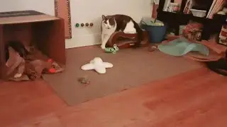 Playtime with Remy boy