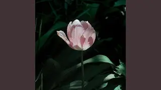 Lilac (라일락 꽃: 첫 사랑, 젊은 날의 추억)