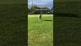 Coyote Steals Golf Ball - 1533866