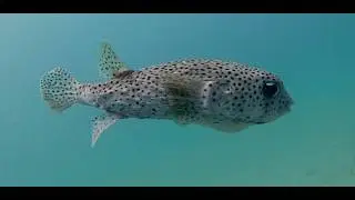 Costa Rica 2026   Puffers
