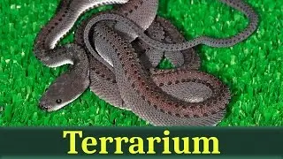 Яванский ксенодерм (лат. Xenodermus javanicus)
