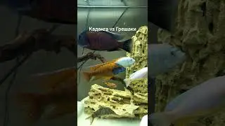 Псевдотрофеус Грешаки и Копадихромис Каданго делят территорию! Драка в аквариуме!