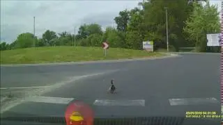 Közúton 8. Amikor feltart egy Tás