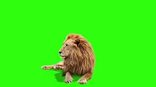 green screen lion king
