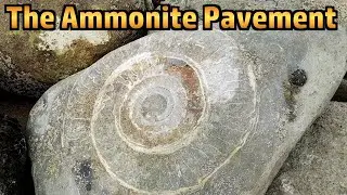 The Ammonite Pavement at Lyme Regis