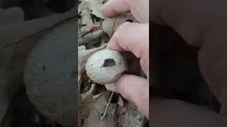 Созревший гриб Дождевик !!!