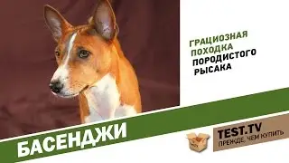 TEST.TV: Basenji is a dog that doesn't bark.
