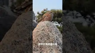 관악산 바위종다리