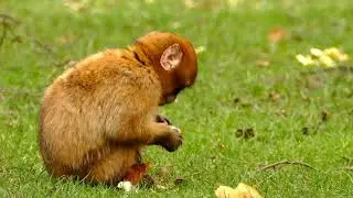 Beutiful World - Whild Animals Amazing Movement [ Sort Film ] #whildlife #Animals