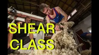 GREAT RAIHANIA SHEARS | Secondary schools shearing challenge