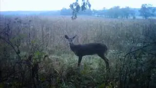 mock scrape big bucks