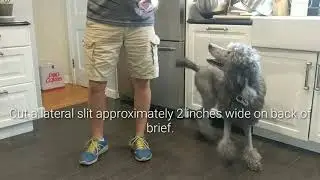 How to put a diaper on a Standard Poodle.