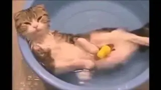 КОТЫ ПРИКОЛ