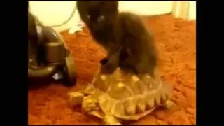 Коты это надо увидеть